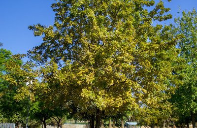 Imatge de l'arbre