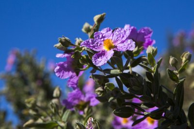 Primer pla d'unes flors de color violeta