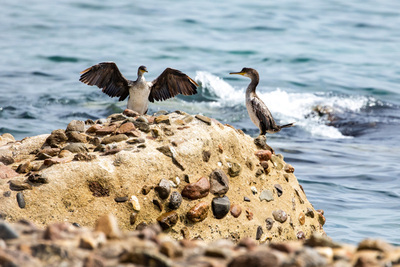 Dos ocells a la vora del mar