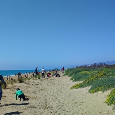 Èxit de participació a la plantació a les dunes de Gavà