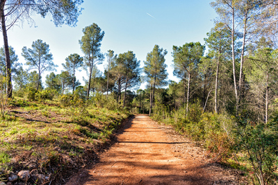 Camí aclarit i netejat