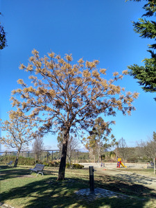 Zona d'arbres del parc