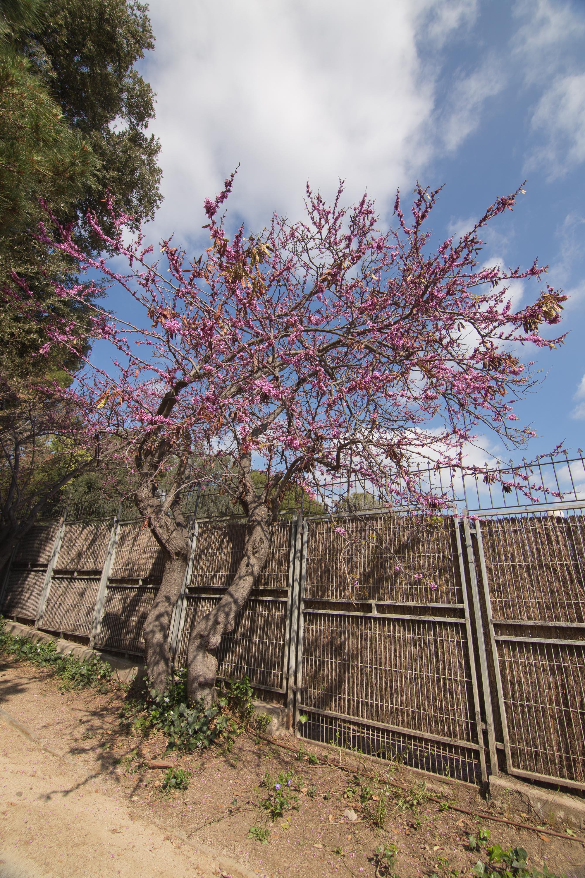 Arbre de l'amor