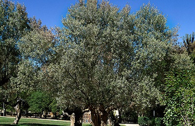 Imatge de les oliveres