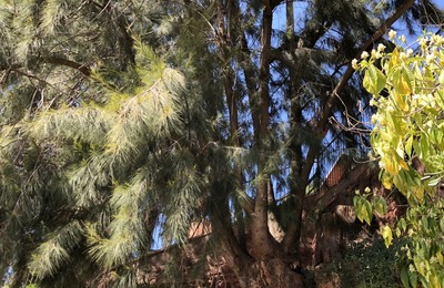 Imatge general de l'arbre