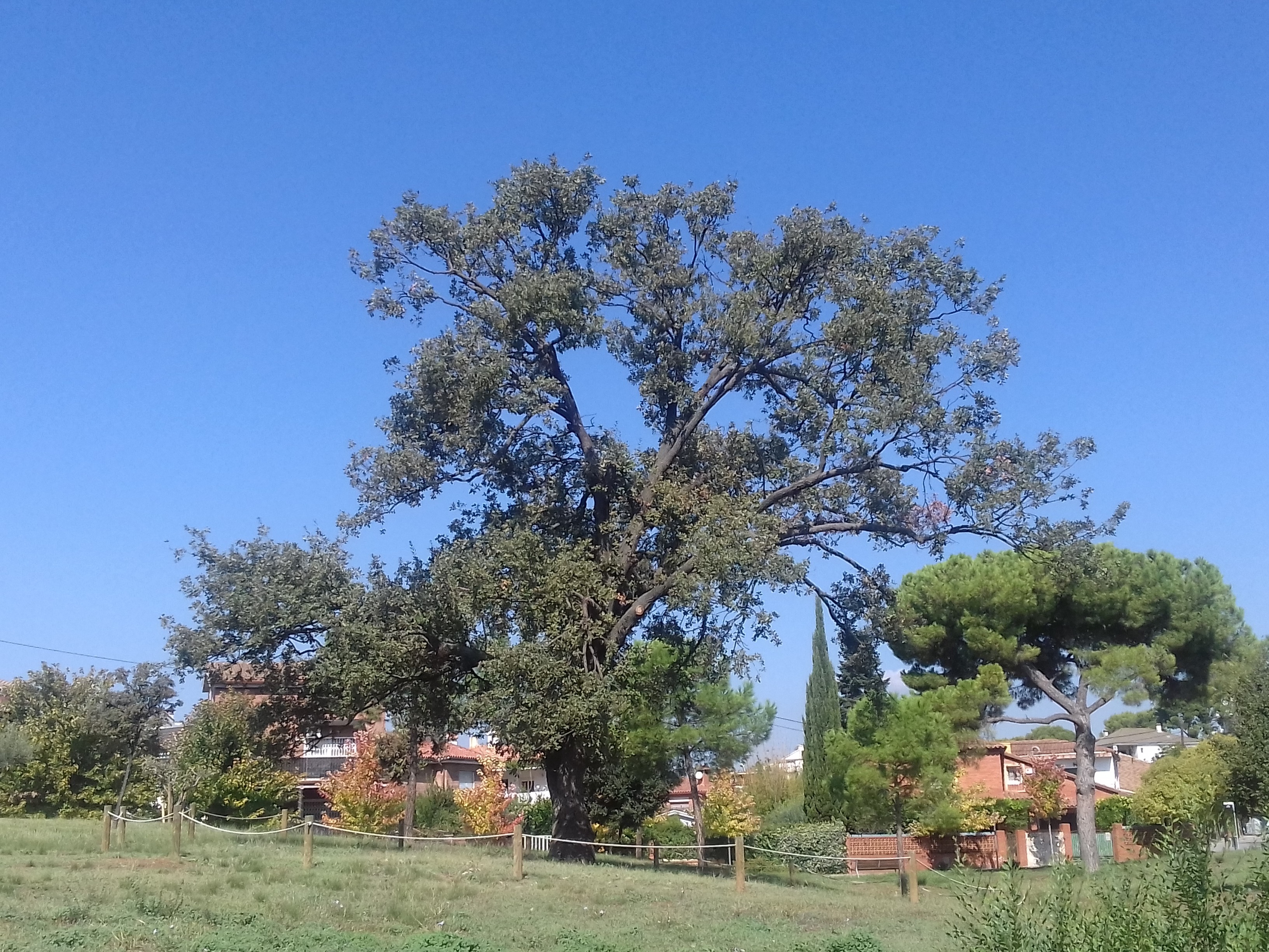 Roure Martinenc del bosc de Can Gorgs