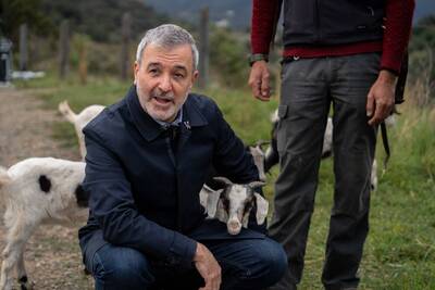 Ovelles pasturant