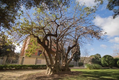 L'arbre Pota Grossa