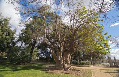 Imatge de l'arbre