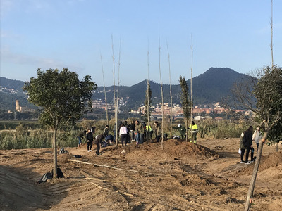 plantada d'arbres a la zona del picnic