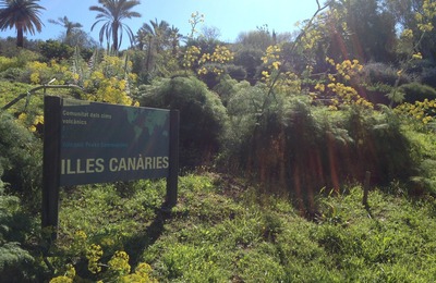 Imatge de la zona de vegetació de Canàries