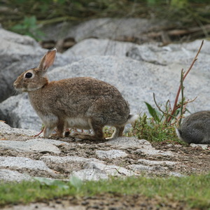 Observació de conills al parc