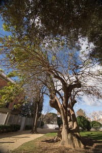 L'Arbre Pota Grossa