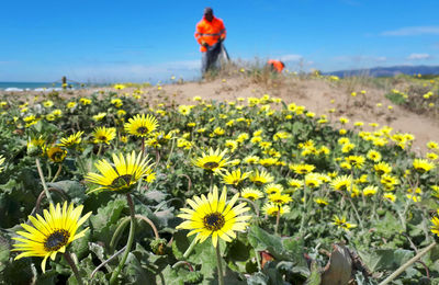 Retirada de plantes invasores