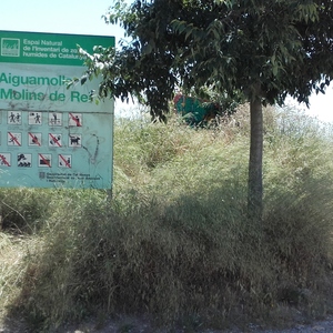 Aiguamolls - Güal inundable de Sant Vicenç - Molins - Sant Feliu