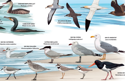 P&ograve;ster ocells del litoral