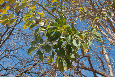 L'Arbre Pota Grossa