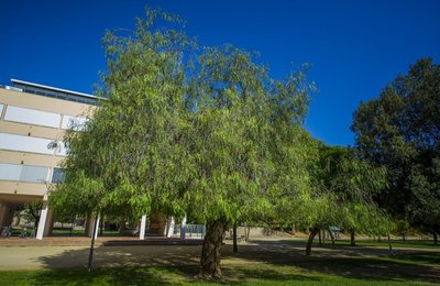 Imatge de l'arbre