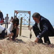 Alumnes de l'escola Gavà Mar planten borró a les dunes