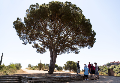 Persones a sota d'un arbre