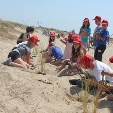 Alumnes de l'escola Gavà Mar planten borró a les dunes