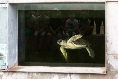 Imatge d'una de les tortugues del CRAM