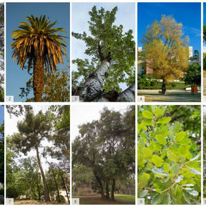 La vegetació del parc