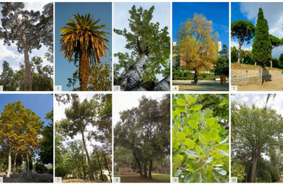 La vegetació del parc
