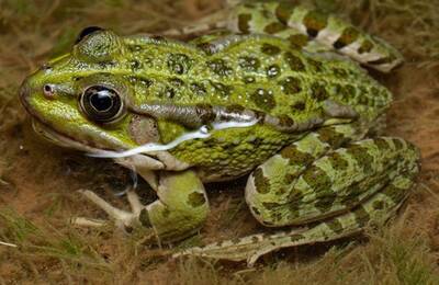 Granota verda ibèrica | Foto: Alejandro García-Salmerón