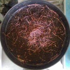 Imatge de la publicació