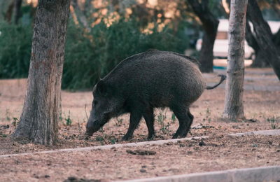 Pesta porcina africana