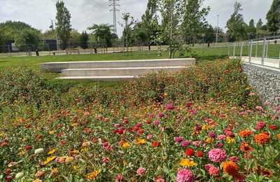 Prat florit al parc dels Pinetons