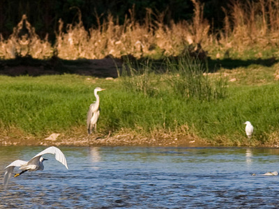 Biodiversitat