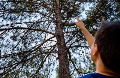 Una persona observant un ocell dalt d'un arbre