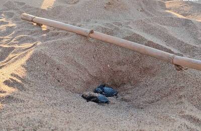 Niu de tortuga a la platja de Viladecans