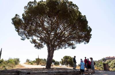 Persones a sota d'un arbre