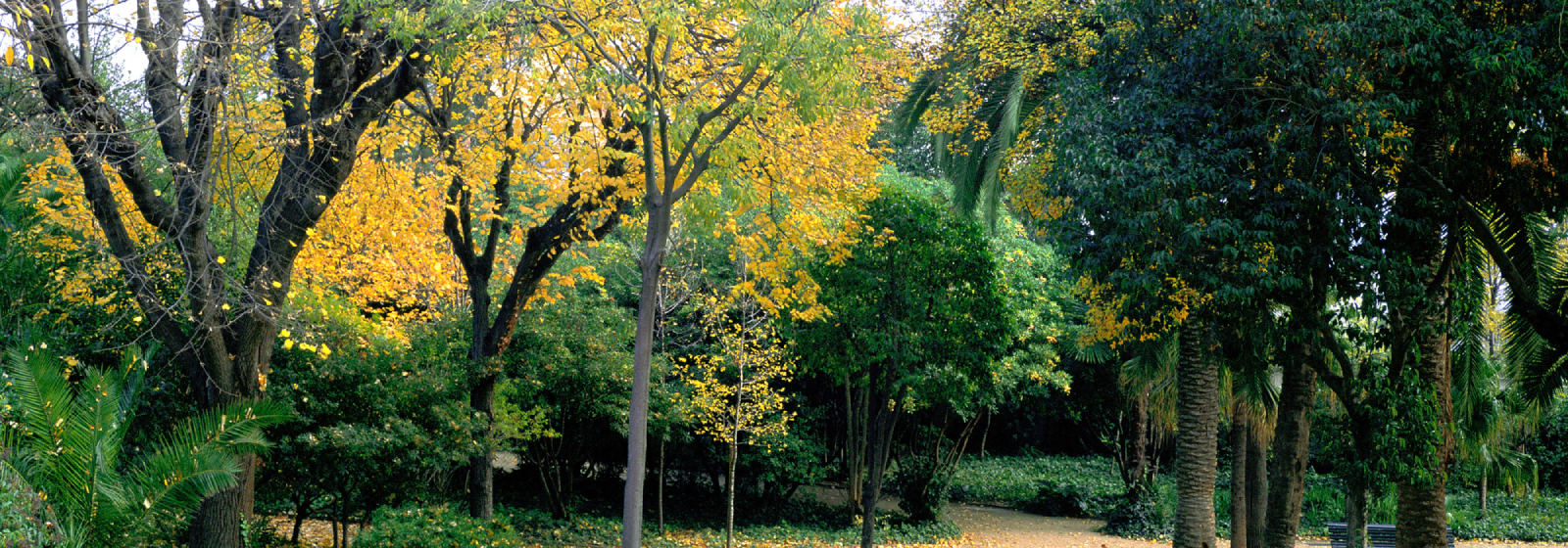 tardor