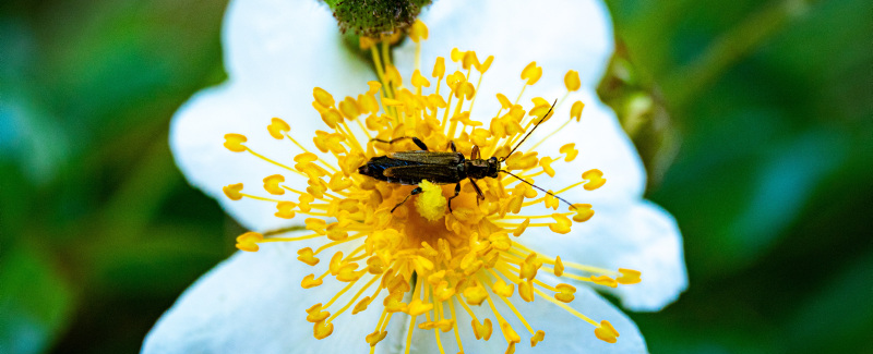 Insecte en una flor