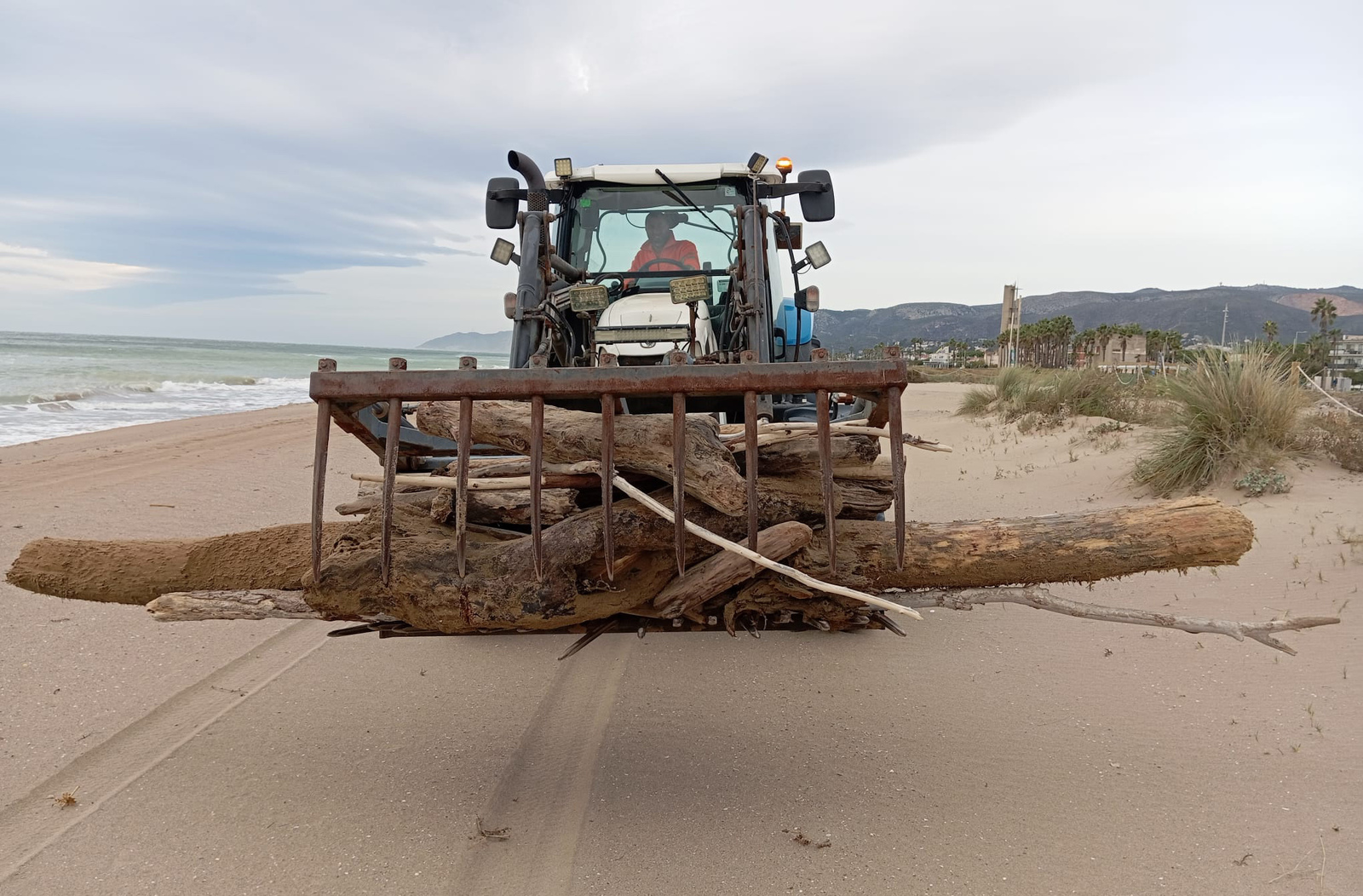 Un tractor en una platja transporta troncs de fusta utilitzant un accessori de forquilla.