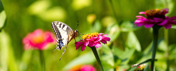 Papallona en una flor