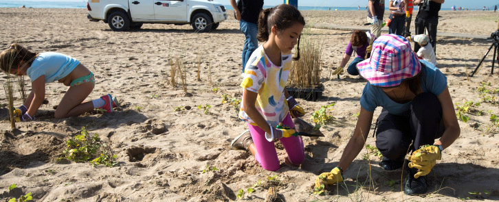 Plantaci&oacute; popular a les dunes