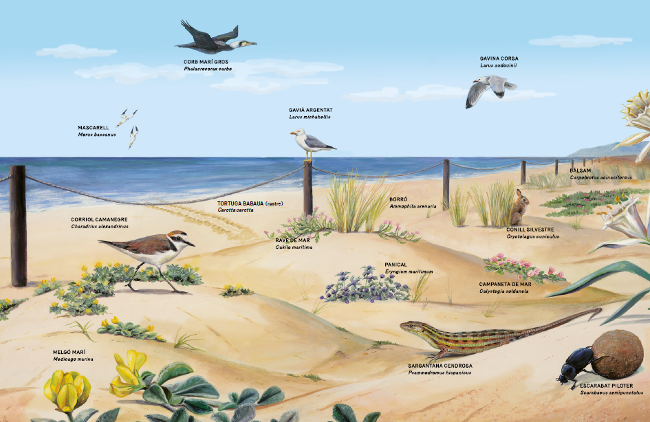 Dunes