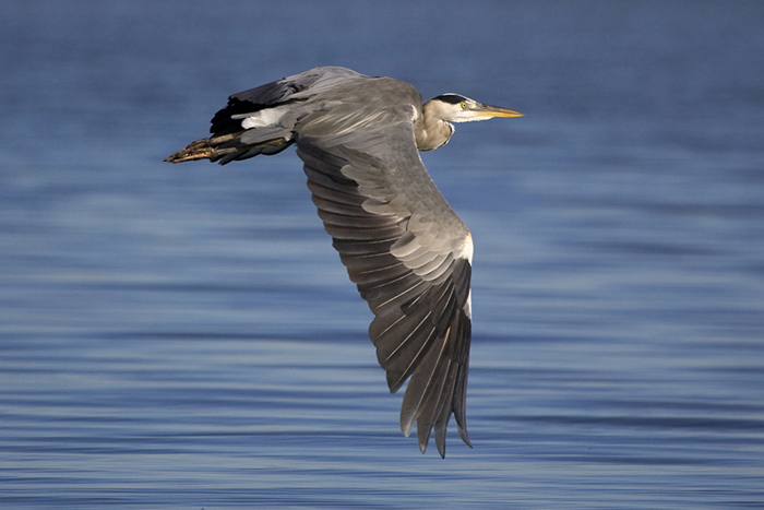 Bernat pescaire (Ardea cinerea)