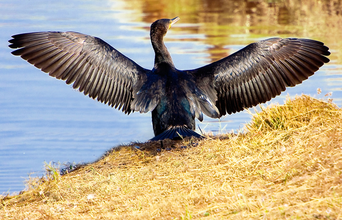 corb marí gros Phalacrocorax carbo