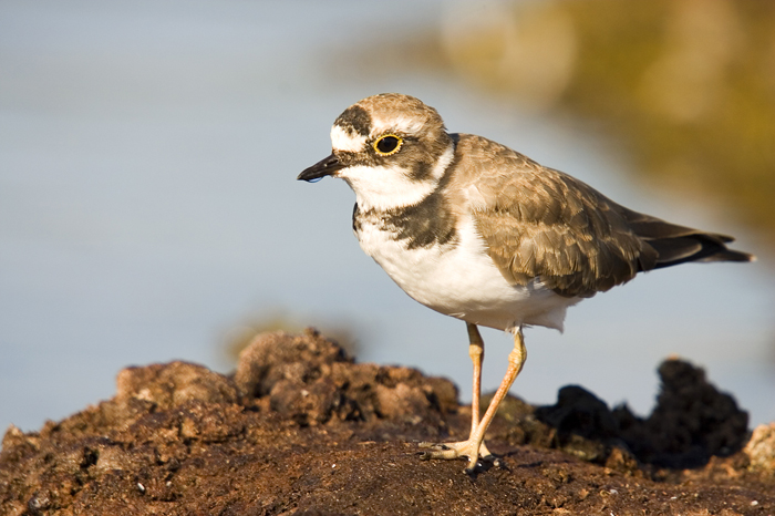 corriol petit (Charadrius dubius)