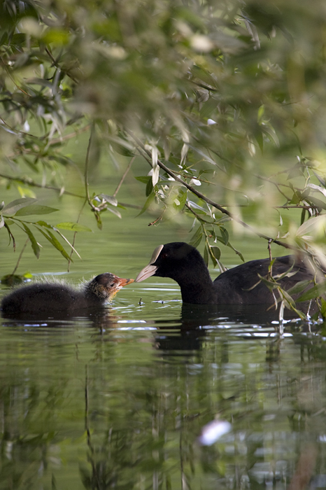 Polla d'aigua (Gallinula chloropus)