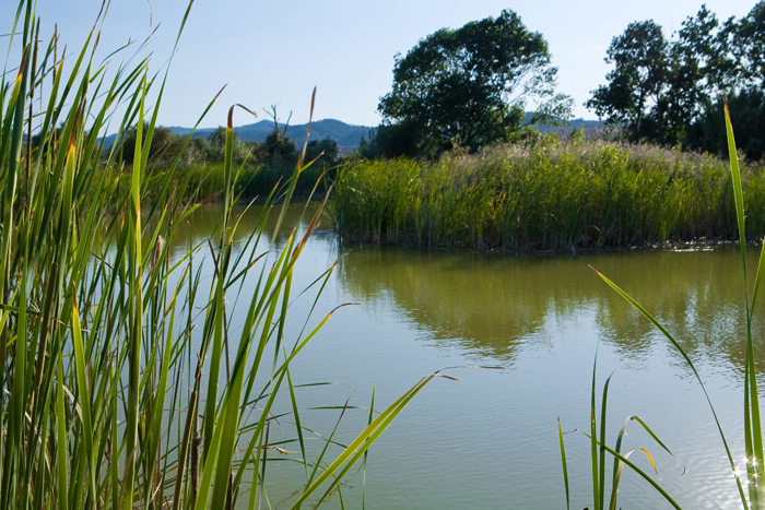 Vegetació d'estany Parc Riu Llobregat