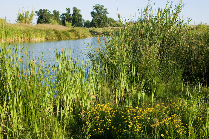 Vegetació del Parc Riu Llobregat